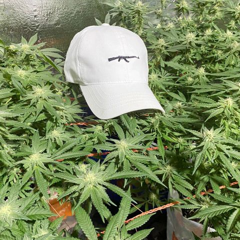 Golden Lemon growlog timeline photo