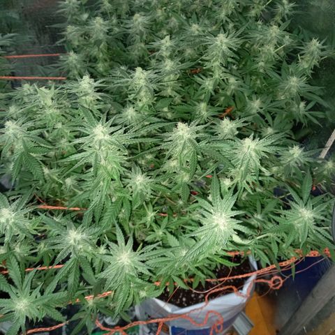 Amnesia growlog timeline photo