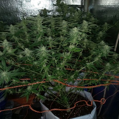 Amnesia growlog timeline photo