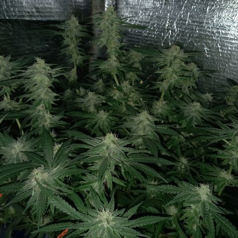 Critical XXL Fast growlog timeline photo