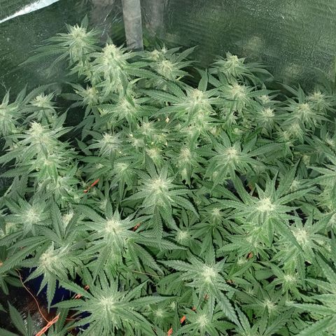 Critical XXL Fast growlog timeline photo