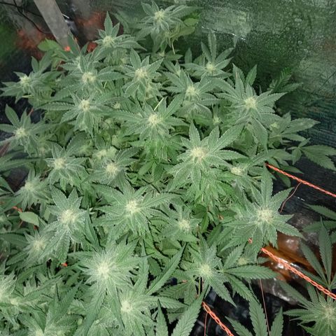 Gelato 14  growlog timeline photo