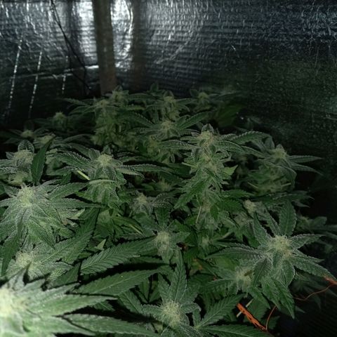 Gelato 14  growlog timeline photo