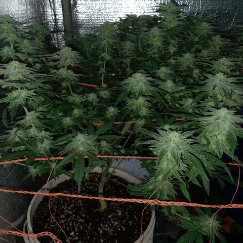 Golden Lemon growlog timeline photo