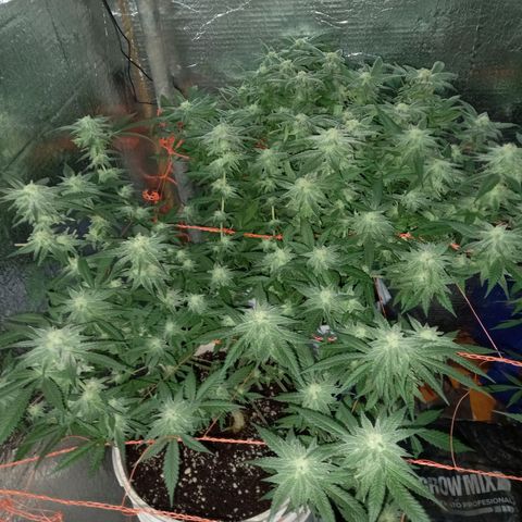 Golden Lemon growlog timeline photo