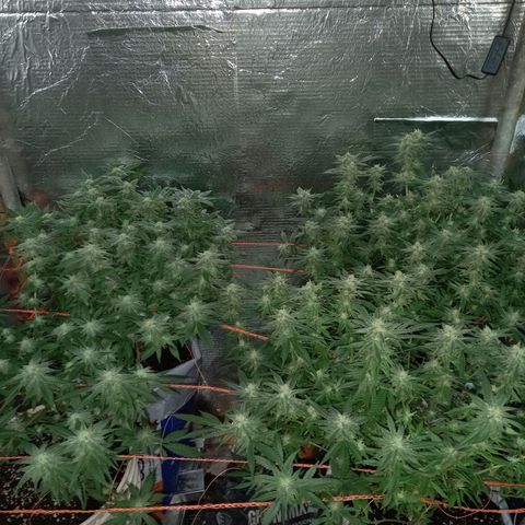 Golden Lemon growlog timeline photo