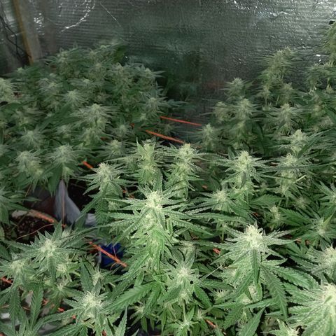 Golden Lemon growlog timeline photo