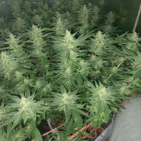 Golden Lemon growlog timeline photo