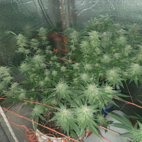 Golden Lemon growlog timeline photo