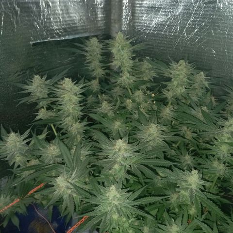Golden Lemon growlog timeline photo