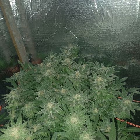 Golden Lemon growlog timeline photo