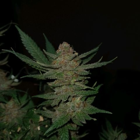 Golden Lemon growlog timeline photo
