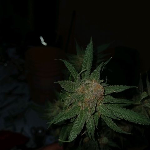 Golden Lemon growlog timeline photo