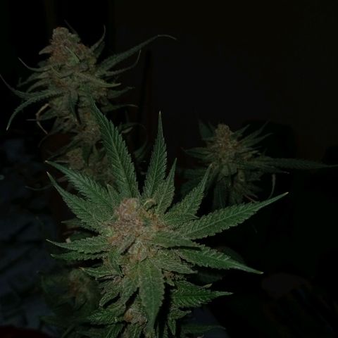 Golden Lemon growlog timeline photo