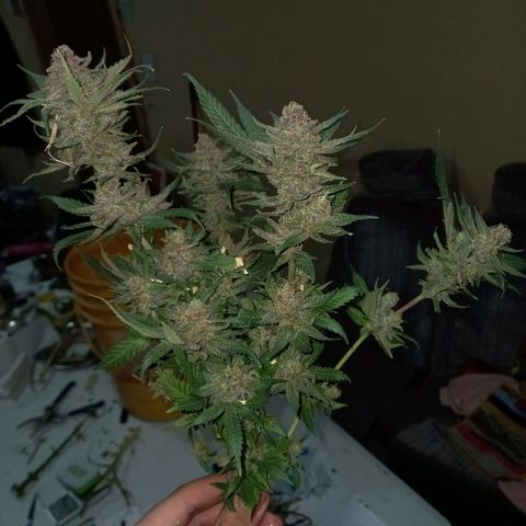 Golden Lemon growlog timeline photo