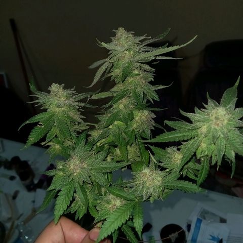 Golden Lemon growlog timeline photo