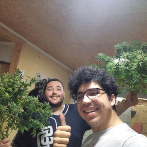 Golden Lemon growlog timeline photo