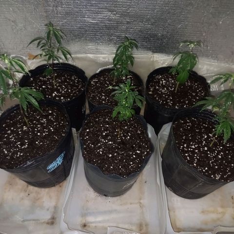 Golden Lemon growlog photo: Transplante a 5L
Riego con Ph perfect 0.4mlx100ml (en 500ml)