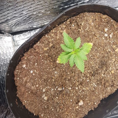 Jojo growlog timeline photo