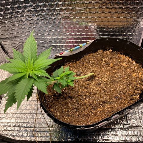 Jojo growlog timeline photo