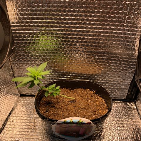Jojo growlog timeline photo