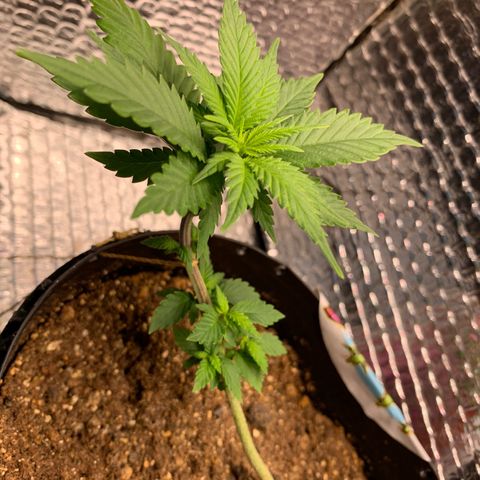 Jojo growlog timeline photo