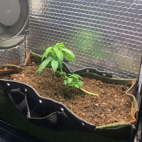 Jojo growlog timeline photo