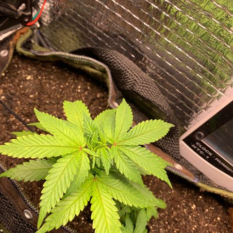 Jojo growlog photo: Primeiro dia de fert