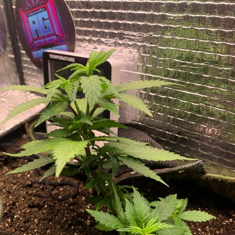 Jojo growlog timeline photo