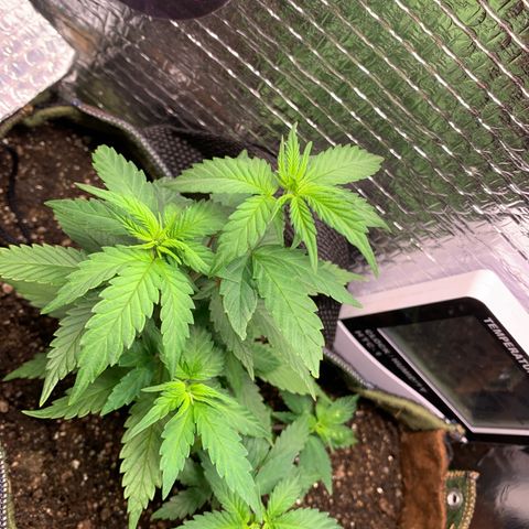 Jojo growlog timeline photo