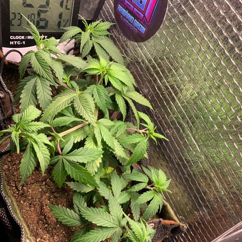 Jojo growlog timeline photo