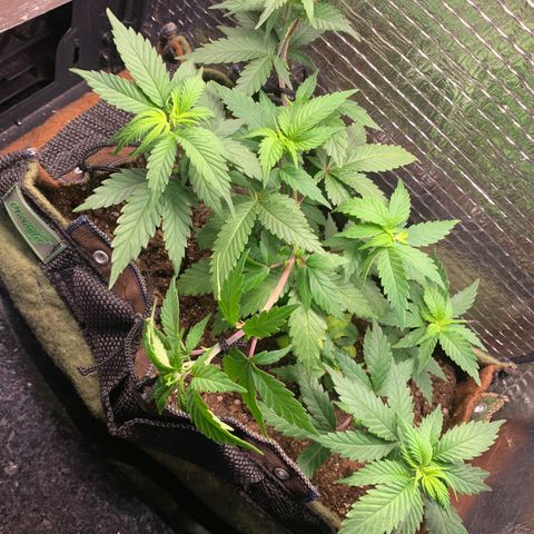 Jojo growlog timeline photo