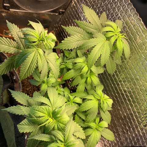 Jojo growlog timeline photo