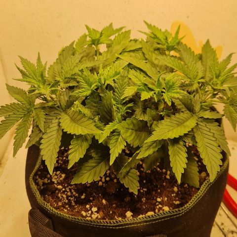 Gelato Auto (FastBuds) growlog timeline photo