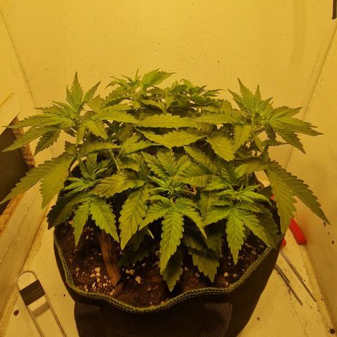 Gelato Auto (FastBuds) growlog timeline photo