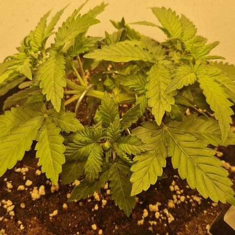 Gelato Auto (FastBuds) growlog timeline photo