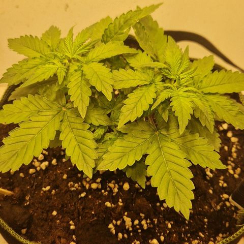 Gelato Auto (FastBuds) growlog timeline photo