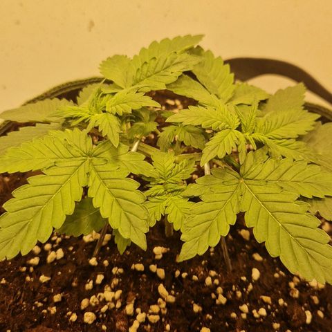 Gelato Auto (FastBuds) growlog timeline photo