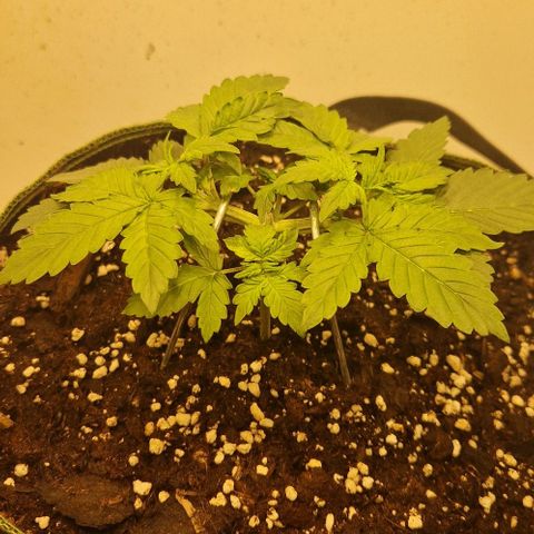 Gelato Auto (FastBuds) growlog timeline photo
