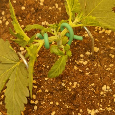 Gelato Auto (FastBuds) growlog timeline photo