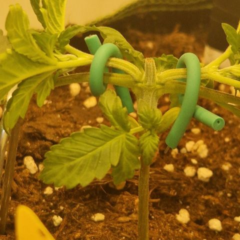 Gelato Auto (FastBuds) growlog timeline photo