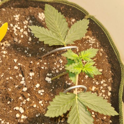 Gelato Auto (FastBuds) growlog timeline photo