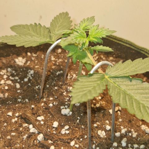 Gelato Auto (FastBuds) growlog timeline photo