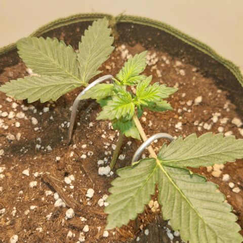 Gelato Auto (FastBuds) growlog timeline photo