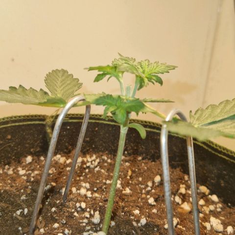 Gelato Auto (FastBuds) growlog timeline photo
