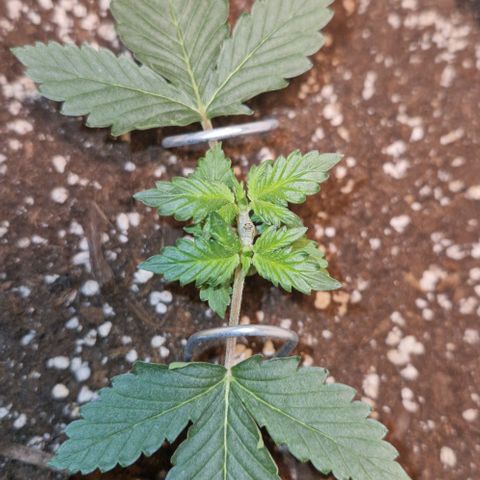 Gelato Auto (FastBuds) growlog timeline photo