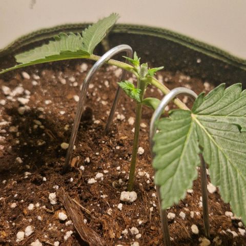 Gelato Auto (FastBuds) growlog timeline photo