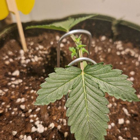 Gelato Auto (FastBuds) growlog timeline photo