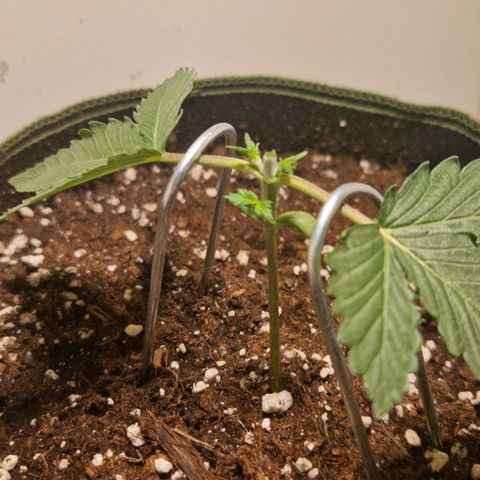 Gelato Auto (FastBuds) growlog timeline photo