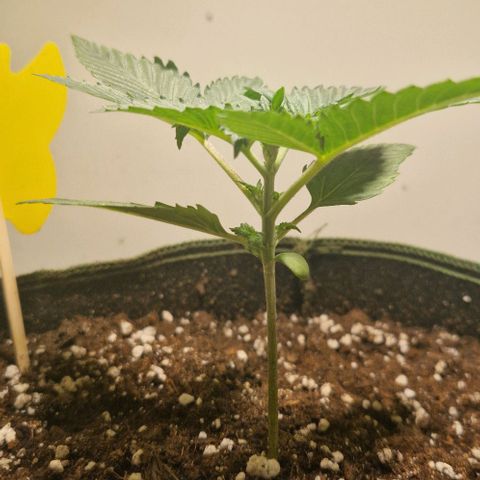Gelato Auto (FastBuds) growlog timeline photo